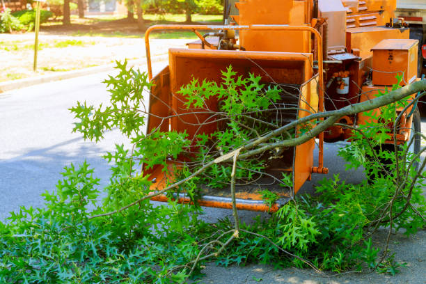 Tree Health Inspection